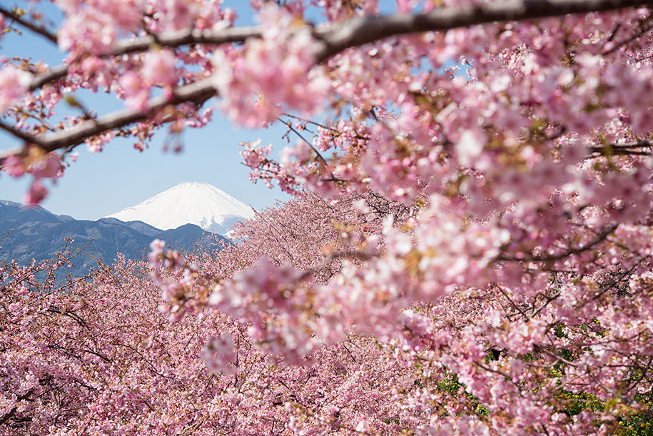 stories-yet-to-be-written:  The Best Pictures Of This Year’s Japanese Cherry Blossoms