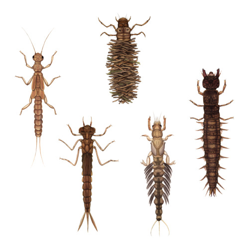 Some freshwater larvae and invertebrates, commissioned by the Poland Spring Museum.  Dragonfly,