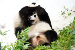 giantpandaphotos:  Xiao Liwu and his mother Bai Yun play in the ‘snow’ at the San Diego Zoo in California, US, on August 29, 2013. The pandas were treated to fresh new snow that had been blown into their enclosures as enrichment, thanks to donors: