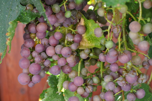 Juicy California grapes growing in my backyard.This is the first year that they have produced such