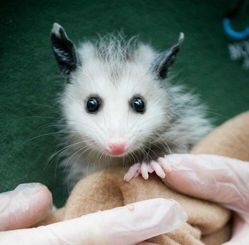 possumoftheday:Today’s Possum of the Day has been brought to you by: A li'l guy!