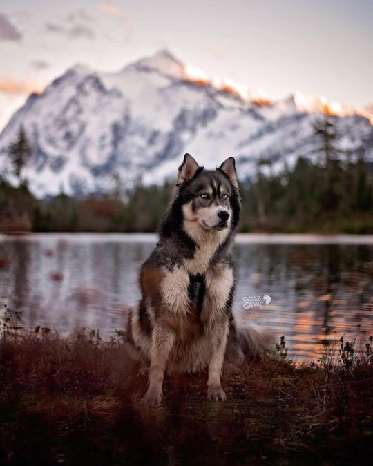 The adventure huskies