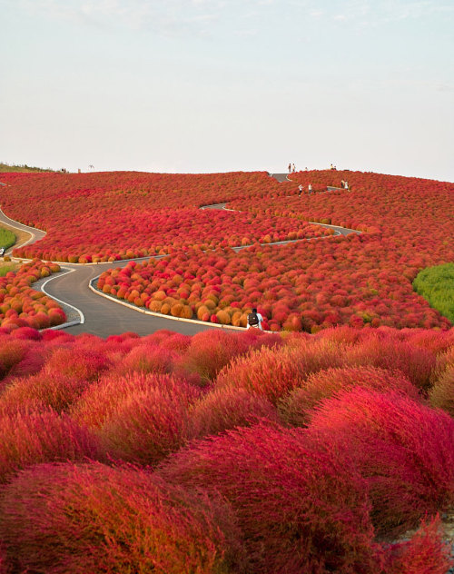 phenex1331:  20 places that don’t look real (part1) 1.Bamboo Forest-China 2.Black forest-Germany 3.Fields of tea-China 4.Hang son doong-vietnam 5.Hitachi seaside park-japan 6.Lake hillier-Australia 7.Lake retba-Sengal 8.Antelope canyon-USA 9.Lavender