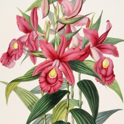 illustraciencia:  The Orchidaceae of Mexico and Guatemala London #illustration #botanic #flowers #scientificillustration 