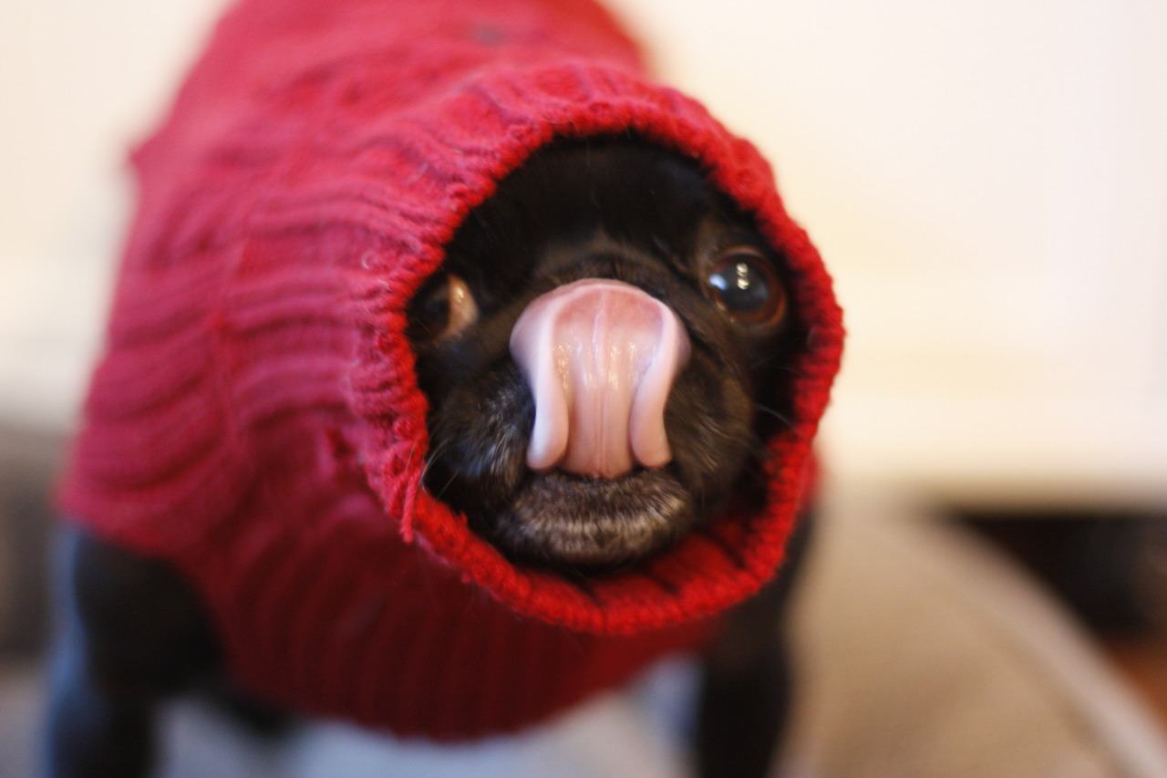 the-smolest-pug:  When your big pug neck doesn’t match your small pug body #pugproblems