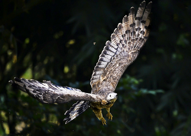 wapiti3:  Oriental honey-buzzard (Pernis ptilorhyncus) on Flickr.Via Flickr: ZW Young