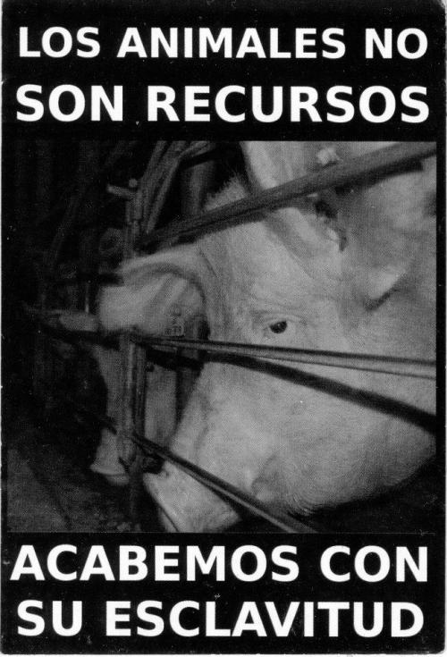 encapuchadoconsciente:  Los animales (incluyéndonos) no nacimos para ser consumidos, ni menos para consumir…nacimos para vivir y LIBRES!!! 