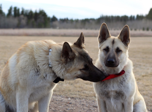 shepherd-tails:  shepherd-tails:  shepherd-tails:  handsomedogs:  Handsomedogs’ Photography Contest IXRound 2  If you’re just joining us and are confused as to what ‘Round 2″ means.. This contest received over 300 entries, and narrowing them