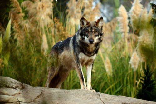sisterofthewolves:  Source Mexican gray wolf (Canis lupus baileyi) with really dark coloration.  