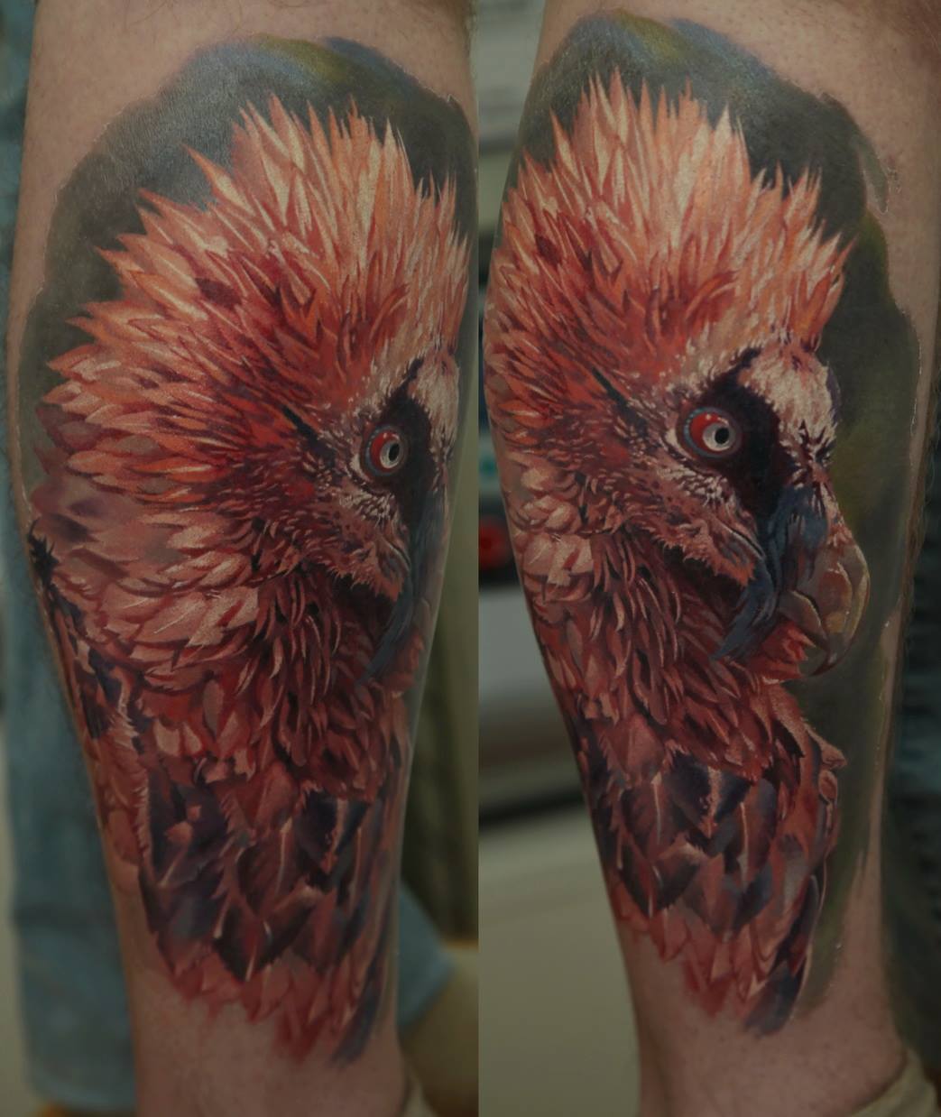 Toadstool Tattoo - Bearded Vulture. Thanks @steeletraptaxidermy . .  #joshdix #toadstooltattoo #tattoo #ink #tattooartist #nh #newengland  #nhtattoo #nhtattooartist #newenglandtattoo #newenglandtattooartist  #laconianh #lakesregionnh | Facebook