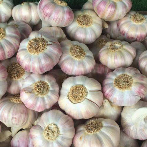 farmwitch:love me some garlic