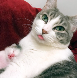 catsbeaversandducks:  Ladies and Gentlemen: The Double Blep!Photo/caption by foster_kittens