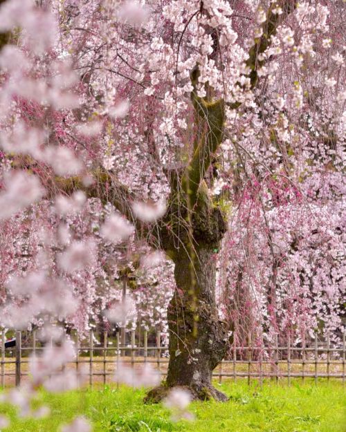 ’ ’ 【京都の桜】京都御苑 近衛邸跡 糸桜 ’ ’ 京都の桜 やはりここから本格始動です。 ’ ’ 2022.3.30撮影 &