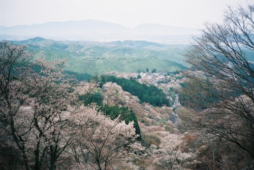 zyu10: Yoshino, Japan, 2015