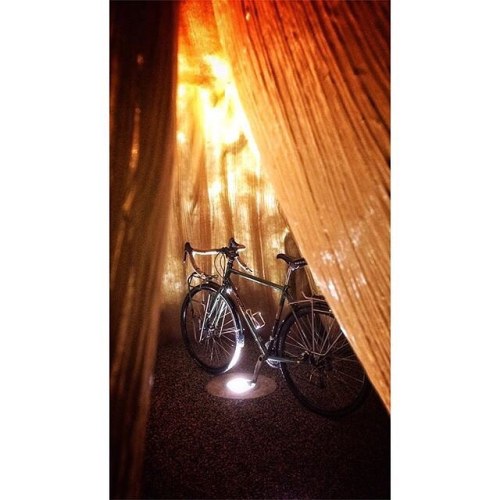 brodiebikes:Visits to @douglascoupland’s Golden Hollow Tree just down the street from our headquarte