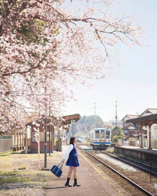 #portrait #photograph #photoshoot #japanese #japaneseview #schooluniform #girl #spring #架空荘 #kakuuso