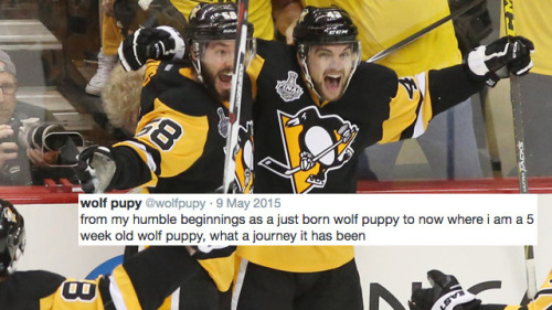 Pittsburgh Penguins + Wolf Pupy