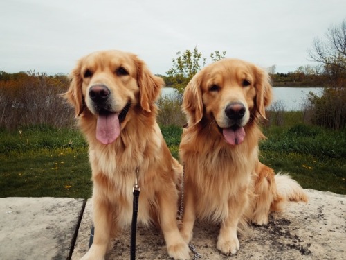 It’s Mater and Callie’s second birthday today!!! They celebrated by going to the forest 