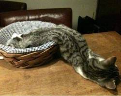 daily-meme:  It’s So Hot, Even The Cat Has Melted.http://daily-meme.tumblr.com/