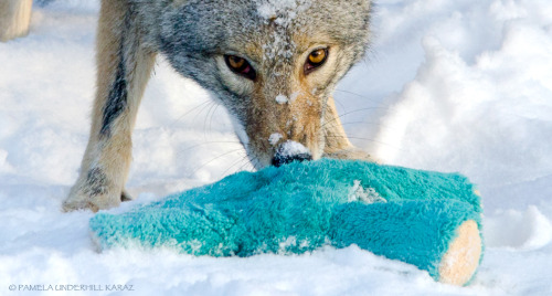 phalaenopfish:  catsbeaversandducks:  All This Coyote Needed Was A Toy “Yay!!!” Photos by ©Pamela Underhill Karaz - Via Mother Nature Network  I bought this toy for Cisco recently! 