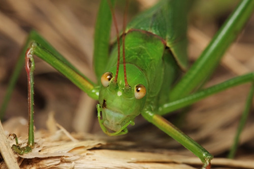 Found a katydid on a mountain in Tokyo.