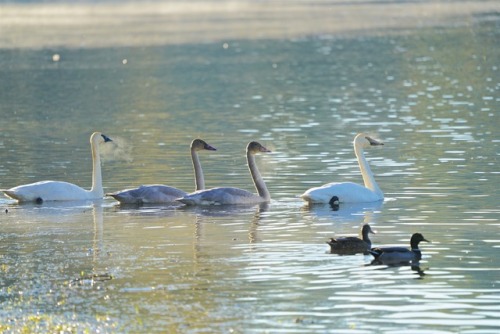 Swans are back on Lake Washington!