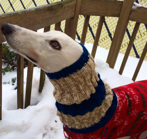lasthenia:If you’re ever feeling sad here are some greyhounds wearing snoods