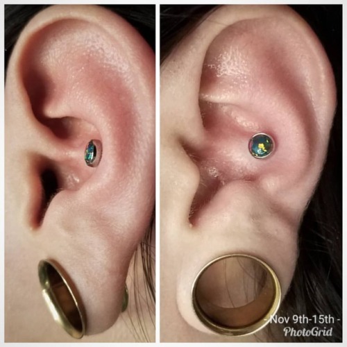 Really neat looking #conch piercing with black #opal jewelry performed here at @dandylandtx #APP #AP
