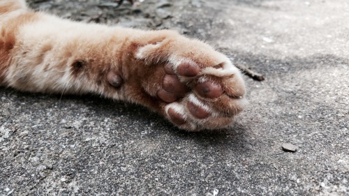 criminallyobscene: 相島の猫たちPaws from Ainoshima (Cat Island)Japan, 2016