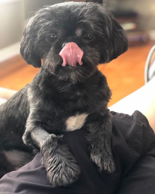 <p>Happy #tongueouttuesday from my guy Lester. #shihtzus #nationalblackdogday #lordlester  (at Fiddlestar)<br/>
<a href="https://www.instagram.com/p/B3GU_DgBvYT/?igshid=9g3svj7cm2pa">https://www.instagram.com/p/B3GU_DgBvYT/?igshid=9g3svj7cm2pa</a></p>