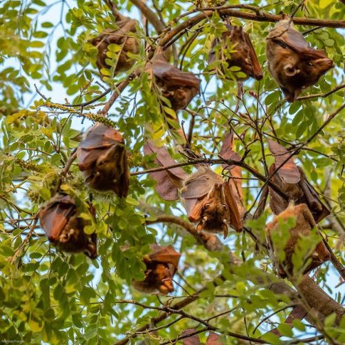 besidethepath: African treasures Bats | ZimbabweThey were hanging in a tree next to the dining room