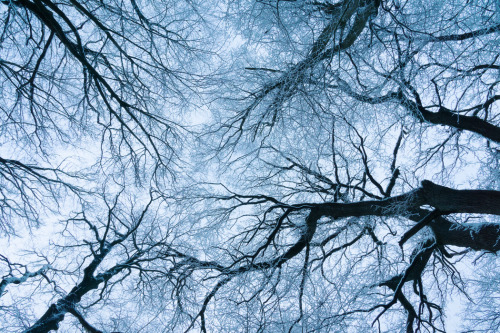 forest-faerie-spirit: {Winter Dream} by {Alex Wesche}