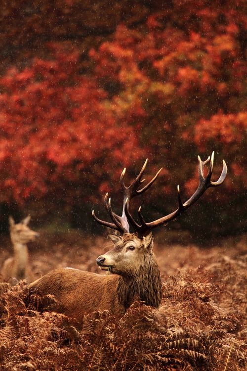 XXX earth-song:  “soggy stag” by photo