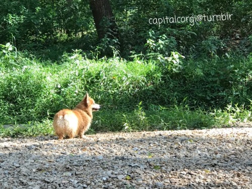 &ldquo;Corgs of summer&rdquo;