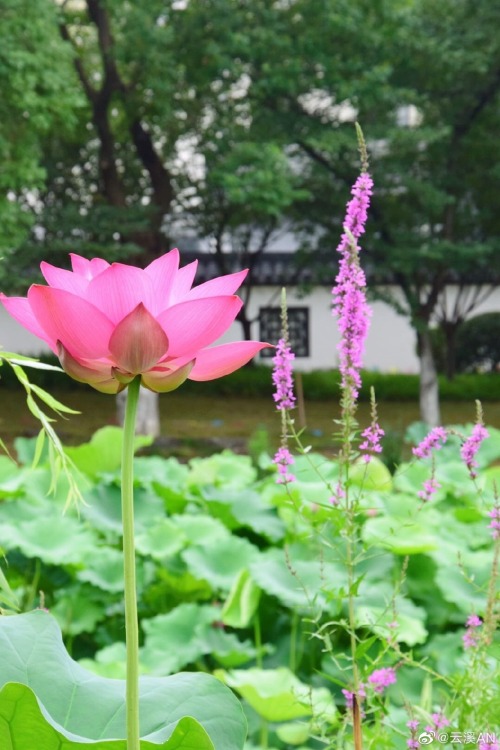 fuckyeahchinesegarden:莫愁湖mochouhu, nanjing, jiangsu province by 云溪AN