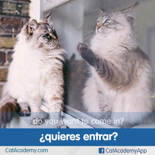 An alternative is “¿quieres pasar?”. Surprise your guests next time by answering the doo