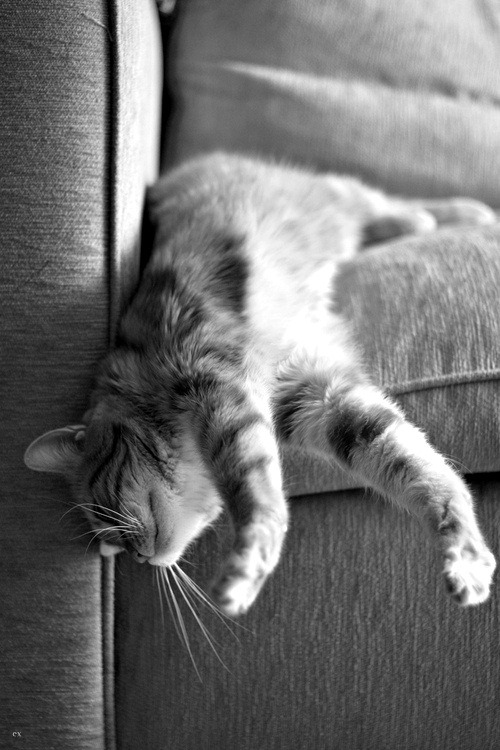 LanguidaMente