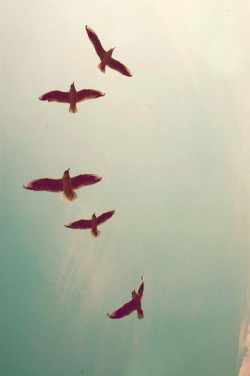 Birds su We Heart It.