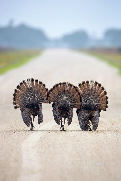 coiour-my-world:Three Amigos by Christina Evans on Fivehundredpx