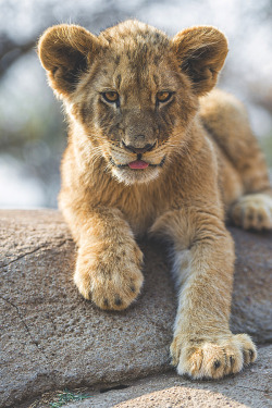 visualechoess:  :P - by: Tambako The Jaguar