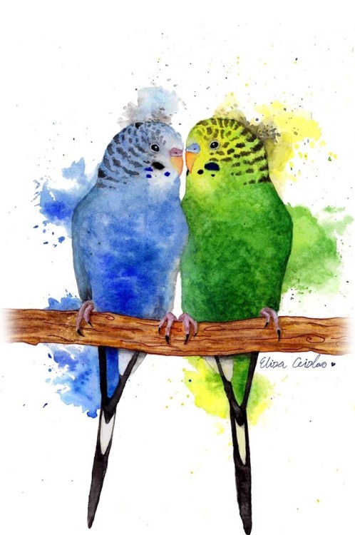 watercolor budgies, painted by me.