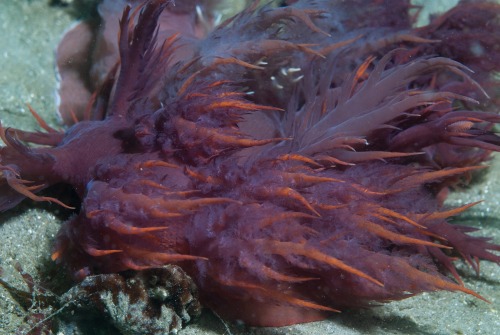 realmonstrosities: The Rainbow Nudibranch (Dendronotus iris) is a terrifying beast of hellish fire a