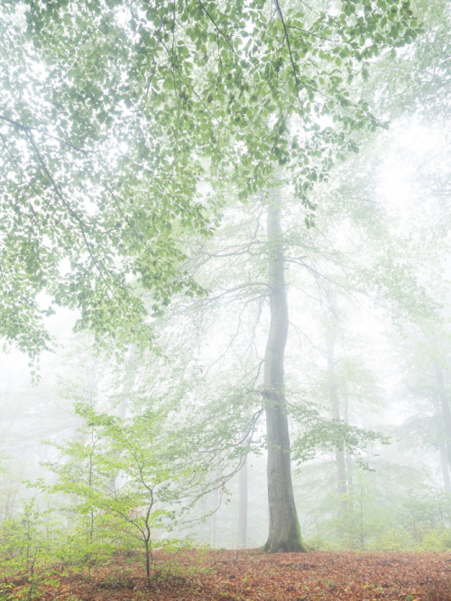 Buchenwald im Nebel by Felix Wesch