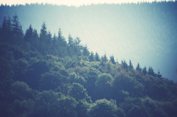 inscendo:  Welsh Forest 