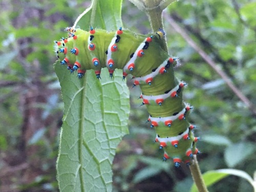 onenicebugperday:  Calleta silkmoth adults and caterpillars, Eupackardia calleta, SaturniidaeFound in Arizona, New Mexico, Texas, Mexico, and Central America. Some specimens have been recorded with wingspans of more than five inches.Photo 1 by jpietra,