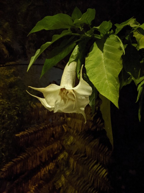 angels trumpet