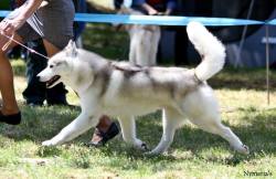 perfectdogs:  southernsnowdogs:  perfectdogs:  CH House Of The Rainbow Antonio… for some reason I don’t understand he got disqualified at the European Dog Show. southernsnowdogs???  He either pooped in the ring or was scared of a judge. In the US