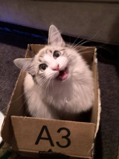 kimkardashingthroughtthesnow: cuteness-daily: Seven the Kitty &ldquo;The cutest cat in the 