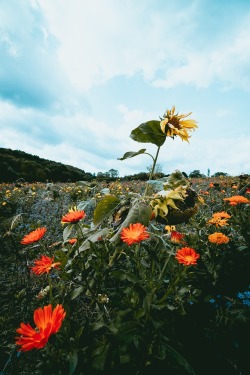 expressions-of-nature: Wildflowers by Niklas