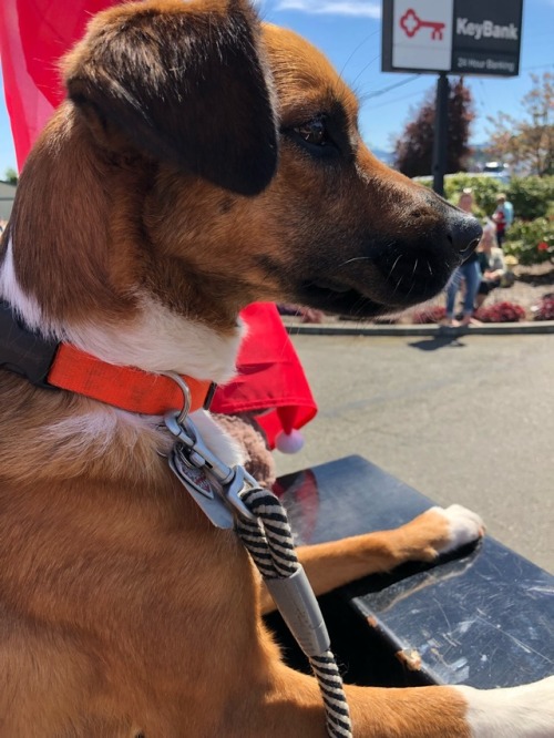 123rd annual Irrigation Festival parade this morning and then a car show after , Freya enjoyed all the people